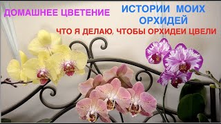 ORCHIDS REPEATING BLOOMING. MY ORCHIDS STORIES. WHAT DO I DO TO MAKE THEM KEEP BLOOMING.