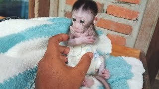 very baby little monkey shownmore confident.