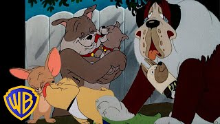 Tom y Jerry en Latino | ¡Lo mejor de los perros! ❤ | El mes del animal |  @WBKidsLatino