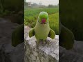 Parrot exotic sound 🦜🦜#parrot #talkingparot #birds #nonstoptalkingparrot #funny #greenparrot 🙏🙏