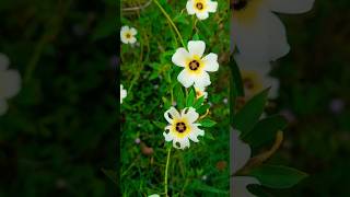 പ്രകൃതിയിലെ കലാകാരന്മാർ? shortsvideonaturelovers nature naturephotography naturesounds nature