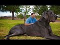 10 самых больших собак в мире