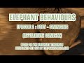 FOOT-SWINGING ELEPHANTS - Elephant Behaviours Episode 2 (Attentive)