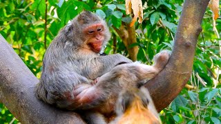 God, The Old Lady Monkey is Really Protect her Baby Monkey  | Cute Baby Monkey SR​​​​​​