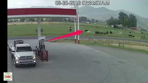 Cow gets struck down by lightning