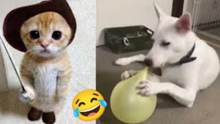 Epic Pet Moments Caught on Camera!'  'Pawsitively Hilarious!