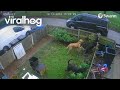 Dogs Take Advantage of Open Gate || ViralHog