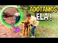 ADOTAMOS ESSA BEZERRINHA ABANDONADA PELA MÃE - Nova integrante do Canal