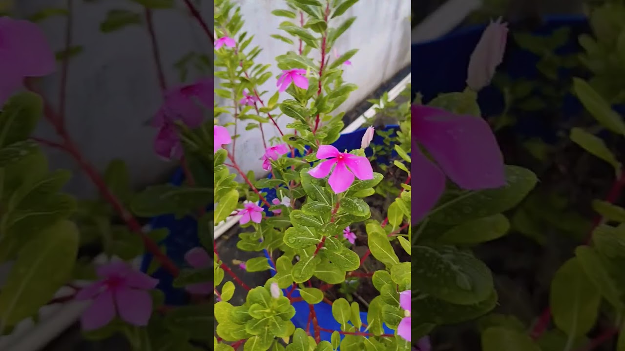 benefits of vinca/sadabahar#flowers #gardeningideas #youtubeshorts #periwinkle #benefits #ayurvedic