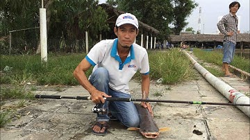 Phóng sự hồ câu giải Hải Đen 12.11.2017 - thegioicauca.com