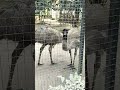 ❣️Kolkata zoo चिड़िया घर कोलकाता 2024❣️पंछी नदिया song सोनू nigam अलका याग्निक ji