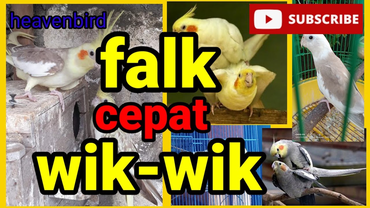 cara cepat membuat burung falk /parkit australia kawin 