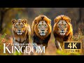 Animal Kingdom 4K 🌍 Exploration Relaxation Wildlife Movie with Calming Piano Music for Deep Focus