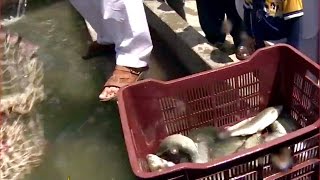 Pakistan to revitalise trout-farming business