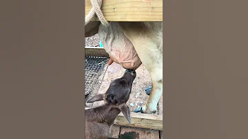 Bottle Calf S First Time Nursing From A Cow Jerseymilk Farmlife Rawmilk Babycow Cutecow 
