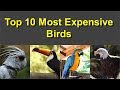 Top 10 Most Expensive Birds in the World