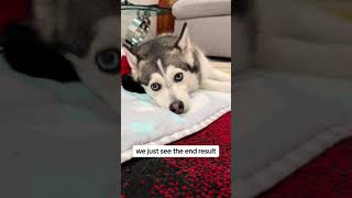 Sapphie the pomsky: Reality of Social Media