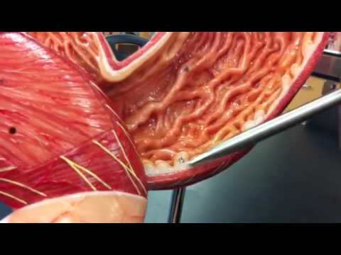 Stomach parts and regions model - YouTube human anatomy diagram 