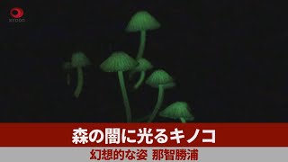 森の闇に光るキノコ 幻想的な姿、那智勝浦