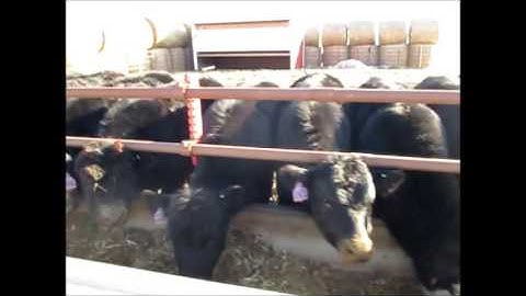 Irish black cattle for sale in texas