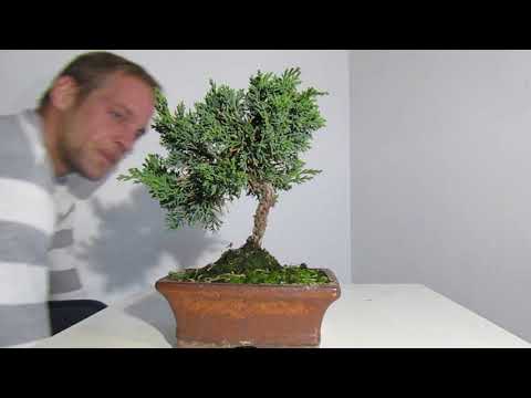 Video: Juniper Bonsai: Hvordan Man Laver Kinesisk, Have Og Kosack Bonsai Fra Almindelig Enebær? Egenskaber Ved Hjemmepleje