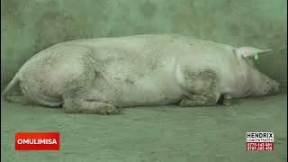 YIGA OKULUNDA EMBIZZI OSOBOLE OKUFUNA AMAGOBA