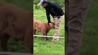 Highland Calf Getting Petted By Man Then Mom Comes To Check Up On It