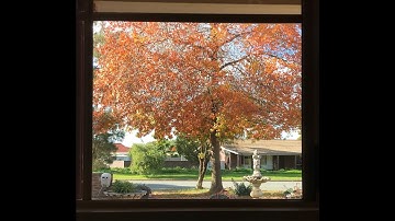 timelapse of a tree losing its leaves