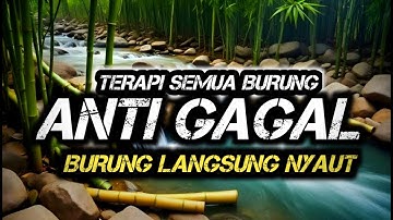 Terapi Burung ANTI GAGAL 2025 ,Terapi air untuk semua jenis burung, gemericik air terapi burung