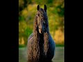 Friesian Horses - part 2