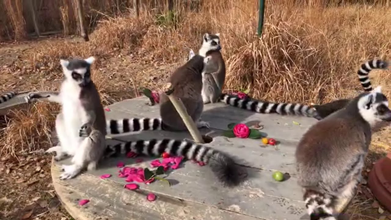 猿JOY！ワオランドガイド