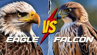 EAGLE VS  FALCON - WHO WILL WIN THE FIGHT