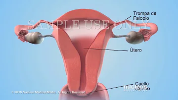 ¿A qué profundidad tiene que penetrar el esperma en el cuerpo de la mujer para quedarse embarazada?