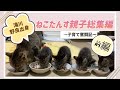 保護した野良猫から赤ちゃんが産まれる【子猫誕生から成長の記録】〜前編