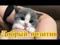 Смешное про животных|Приколы с котами| Видео про котов| Кошки|Позитив|Создай себе хорошее настроение