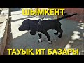 ТАУЫҚ БАЗАР ШЫМКЕНТ