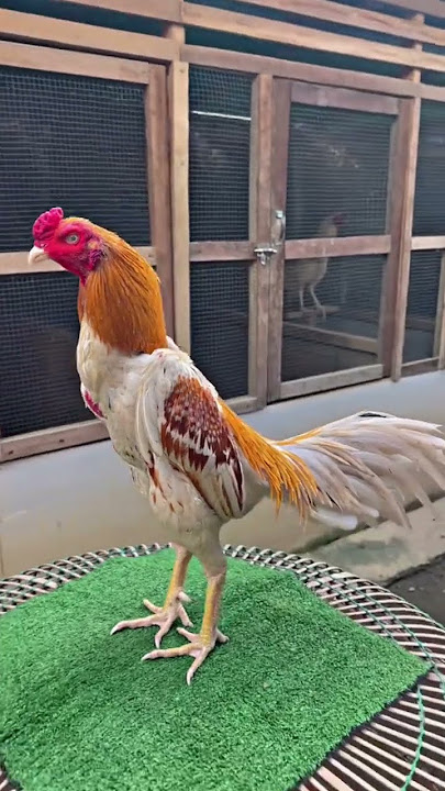 Plucker..#ayam #ayambangkok #pakhoy #ayamjago #rooster #farm #shorts #fyp