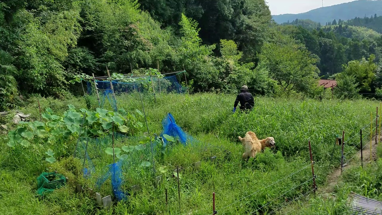 山歩き安全マップ Golden Retriever just pretending to help weed mowing