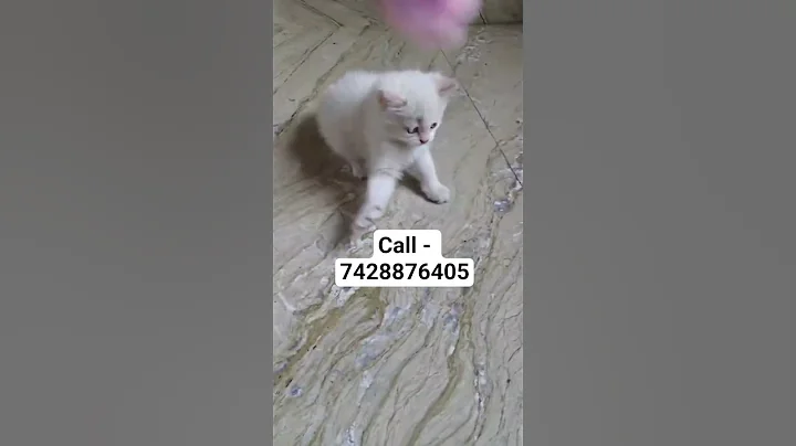 Video 11838561: persian cat kitten white