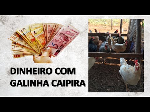 COMO GANHAR DINHEIRO com galinha caipira COMO GANHAR DINHEIRO com galinha caipira