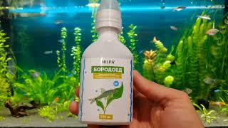 Борьба с водорослями в новом аквариуме #nik_72