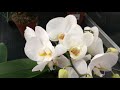 ПОЧЕМУ СОХНЕТ МОЛОДОЙ ЦВЕТОНОС , ЛИСТЬЯ ИЛИ БУТОНЫ ОРХИДЕИ ? #ОБРЕЗКА_ЦВЕТОНОСА_orchids #oldenburgru