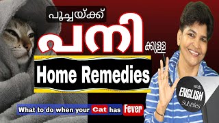 Home remedies for fever in Your Cat | Cat Safety | Home Remedies @NANDAS pets&us   | Vanaja Subash