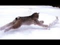 Most Amazing Lynx & Bobcat Hunting Skills | Attack Compilation