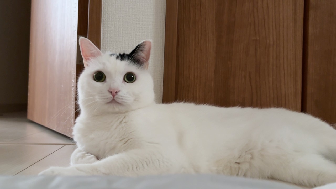 Slow Mornings Are Better with a Cat - YouTube