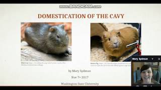 Cavy to Guinea Pig Domestication Analysis