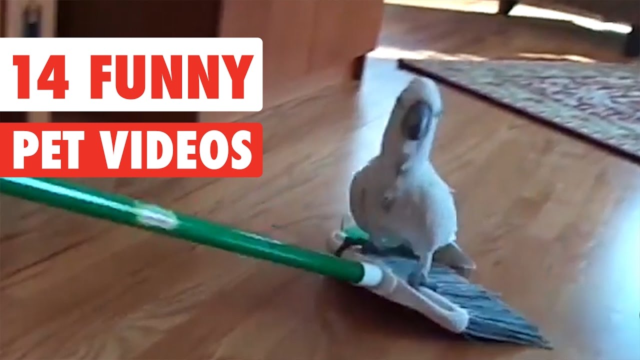14 Funny Pets | Awesome Pet Video Compilation 2017 - YouTube