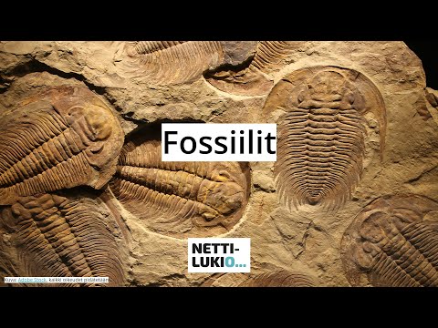 Video: Mikä on evoluution fossiilihistoria?