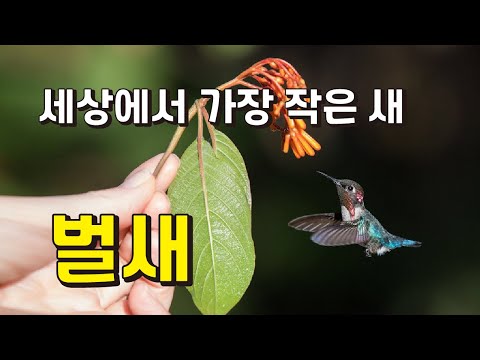 벌새의 날개짓과 뛰어난 비행능력, 울음소리 등 다큐