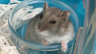 ケージの掃除をしようとすると、涙目で訴えかけてくるハムスター【こんぺいマーチ】
